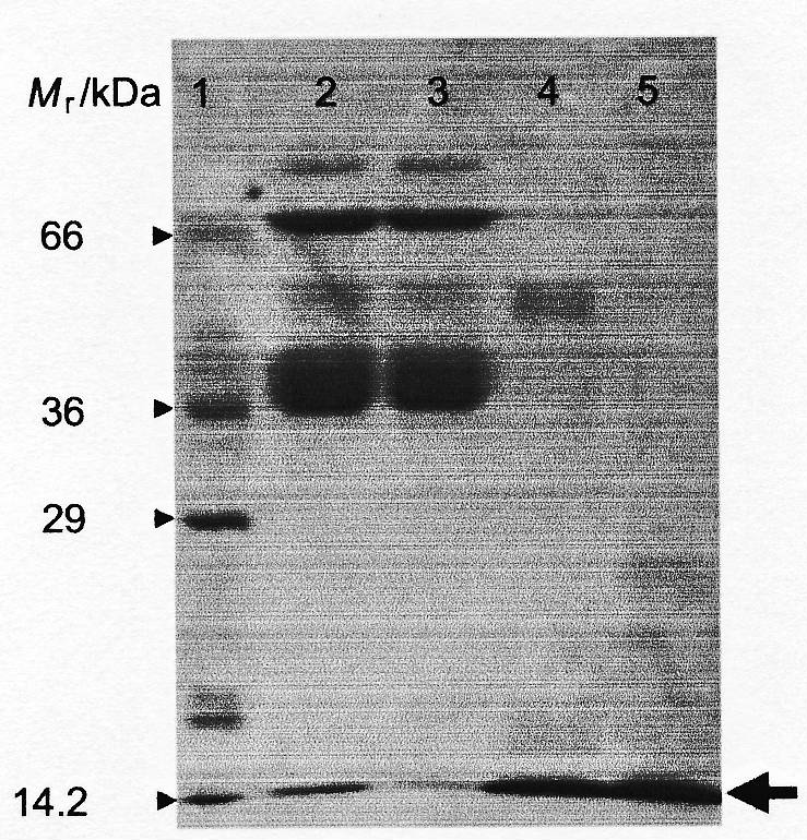 cm02.jpg, 67 kB